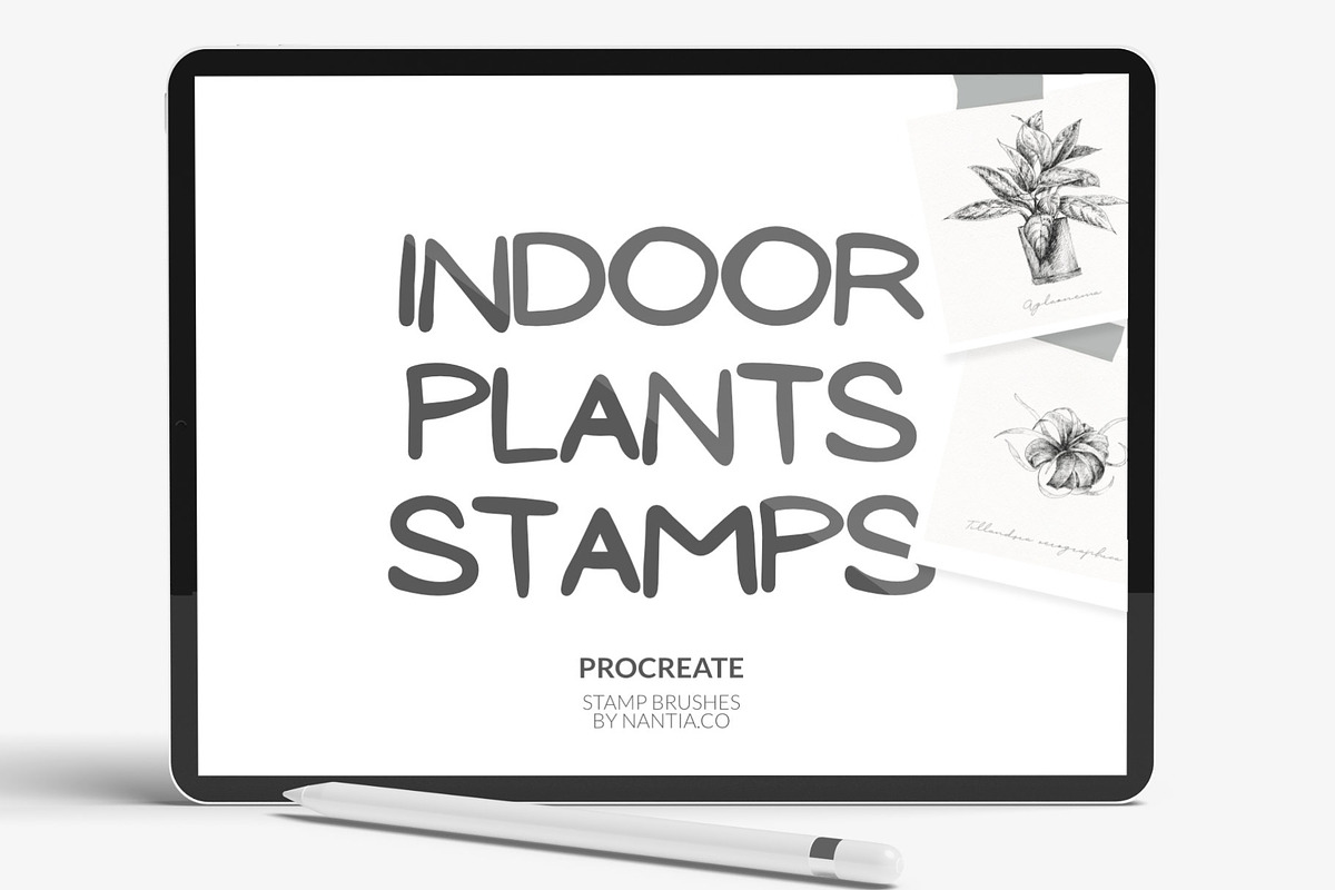 Procreate Brushes 27 Indoor plants, a Brush Add-On by Greek fonts by nantia.co (Photo 1 of 5)
