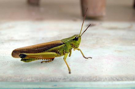Lizard On Wall preview 3