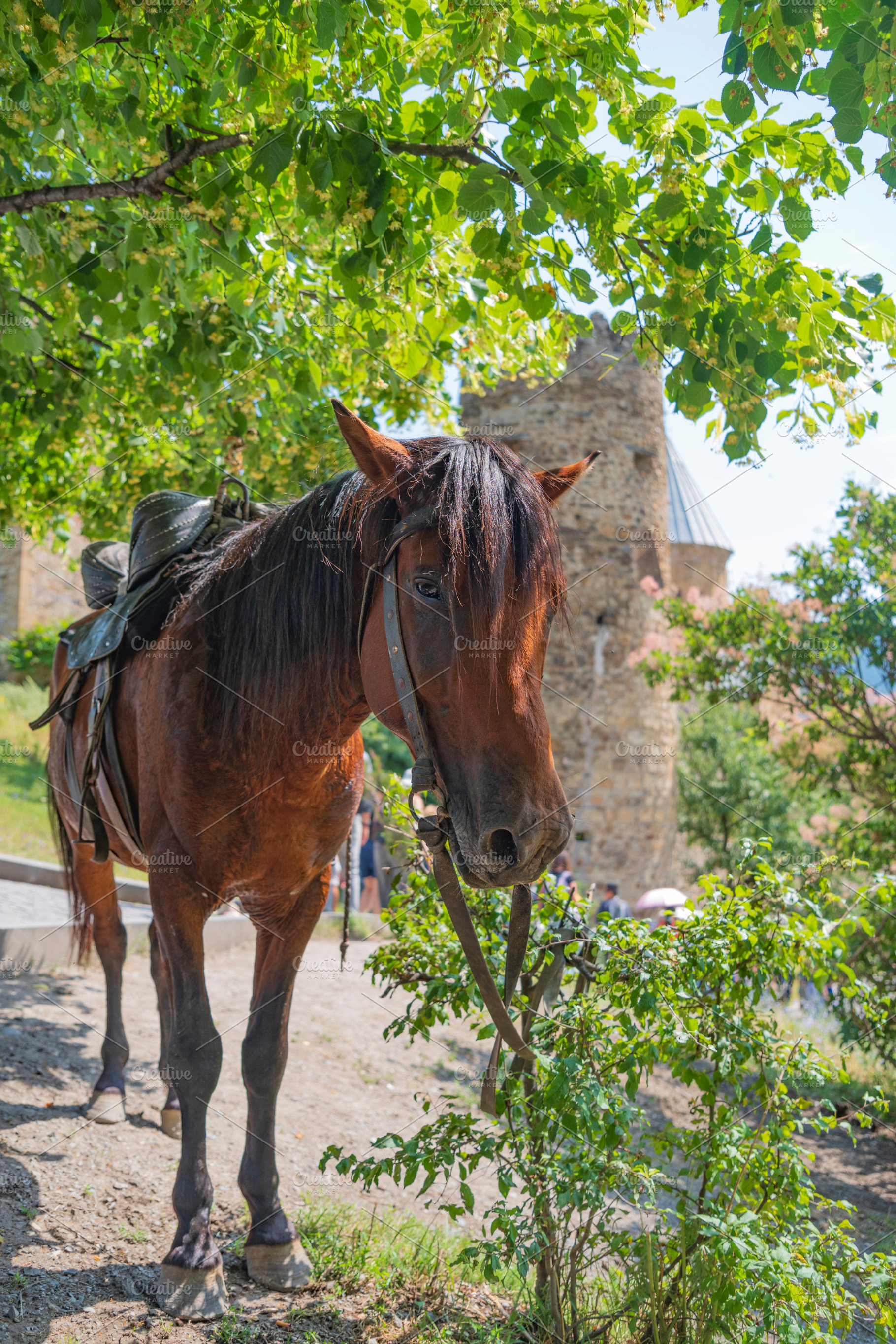 Saddled brown horse under green tree near ancient Ananuri fortre, a Photo by Pictures for you!!!!!!!!!