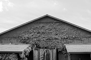 Black and White - Winery Barn, a Photo by preetim (Thumbnail 1 of 2)