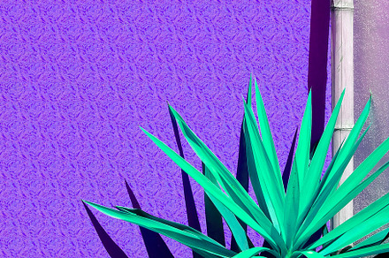 Aloe against a purple wall background. Stylish minimalist plant, a Nature Photo by Jenya Porechenskaya