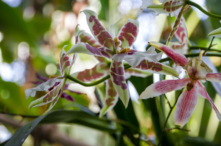 Orchid flower, colorful cymbidium, a Nature Photo by GoodGoods
