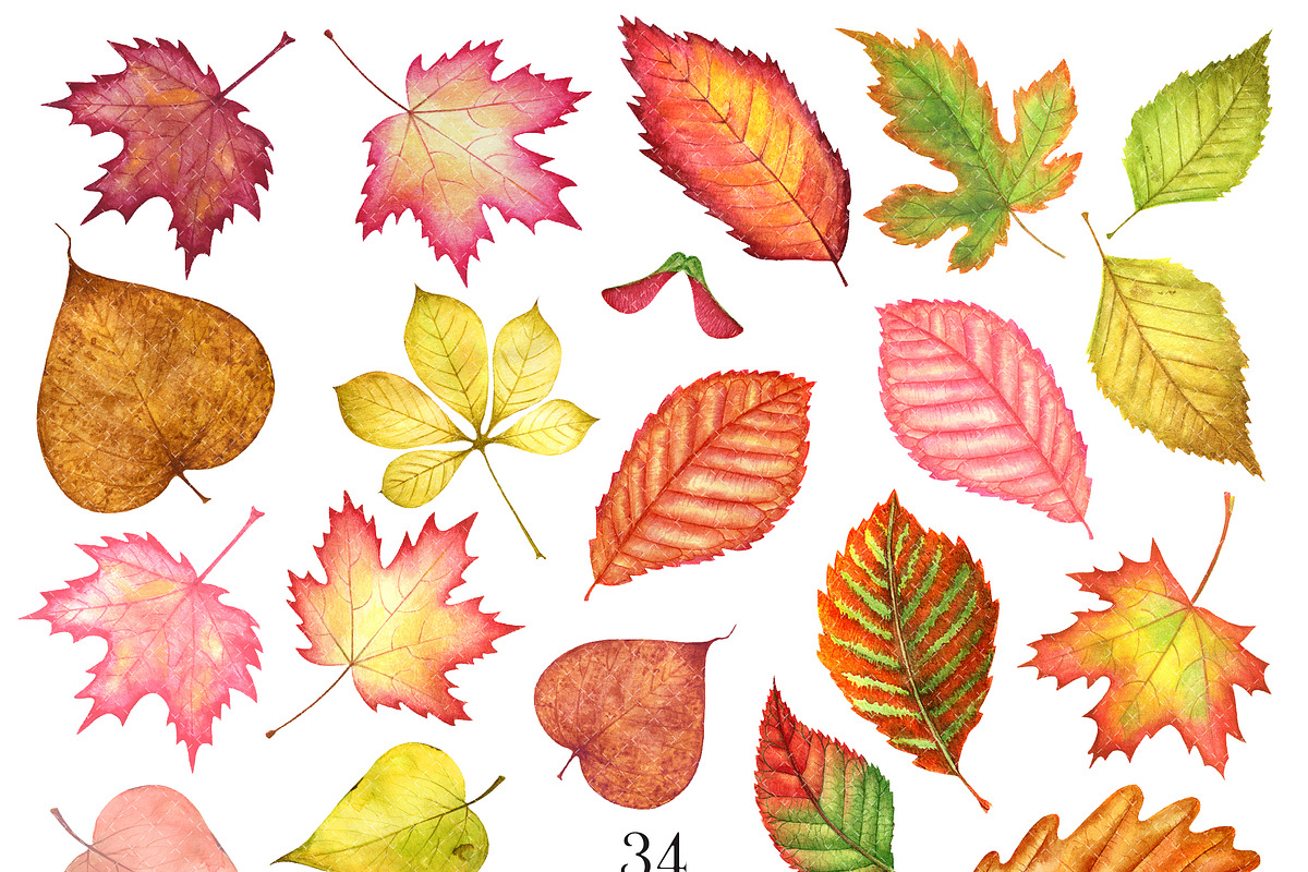 Autumn leaves watercolor clipart, a Background Graphic by Watercolor Clipart (Photo 2 of 4)