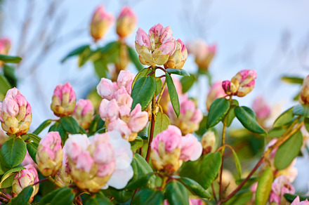 Rhododendron in my garden, a Photo by Peopleimages.com