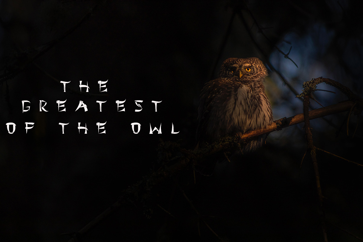 Wastebone Blackletter Gothic Font, a Blackletter Font by Fontmine Studio (Photo 5 of 7)