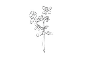 Common Purslane Wild Plant Drawing