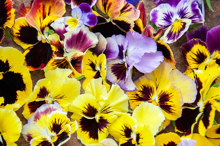 Multicolored pansies background stock photo containing background and botany
