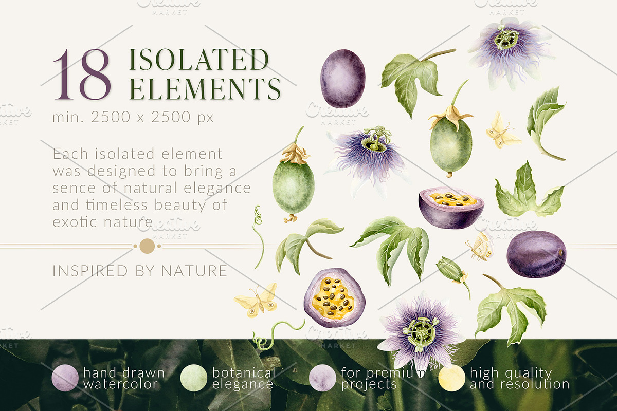 Passion Fruit Watercolor Clip Art, a Food Illustration by Elena Malgina Clipart (Photo 2 of 16)