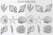 Seashell Vector Hand-drawn Clipart, an Object Graphic by BarvArt (Thumbnail 3 of 6)