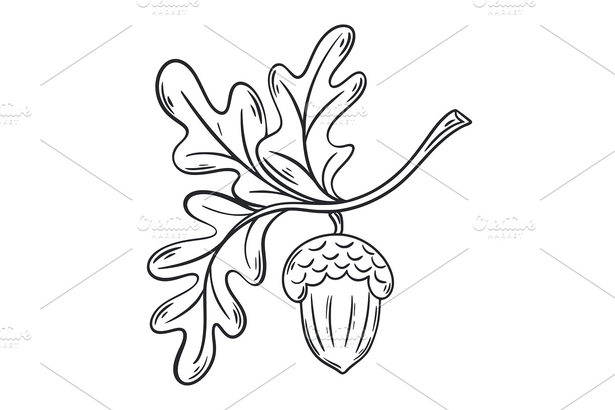 Acorn on branch with leaves sketch, an Object Illustration by Tati_Kli