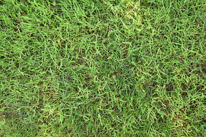 Macro detail of natural texture of abundant green grass, a Background Photo by Davizro's Market
