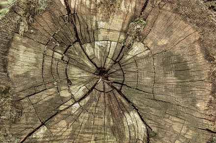 Close up textured detail of a tree stump with growth ring pattern and cracks re