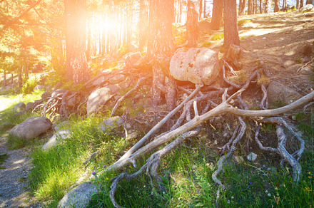 Sunrise in forest on mountainside with old trees, roots, green g, a Nature Photo by Serg64