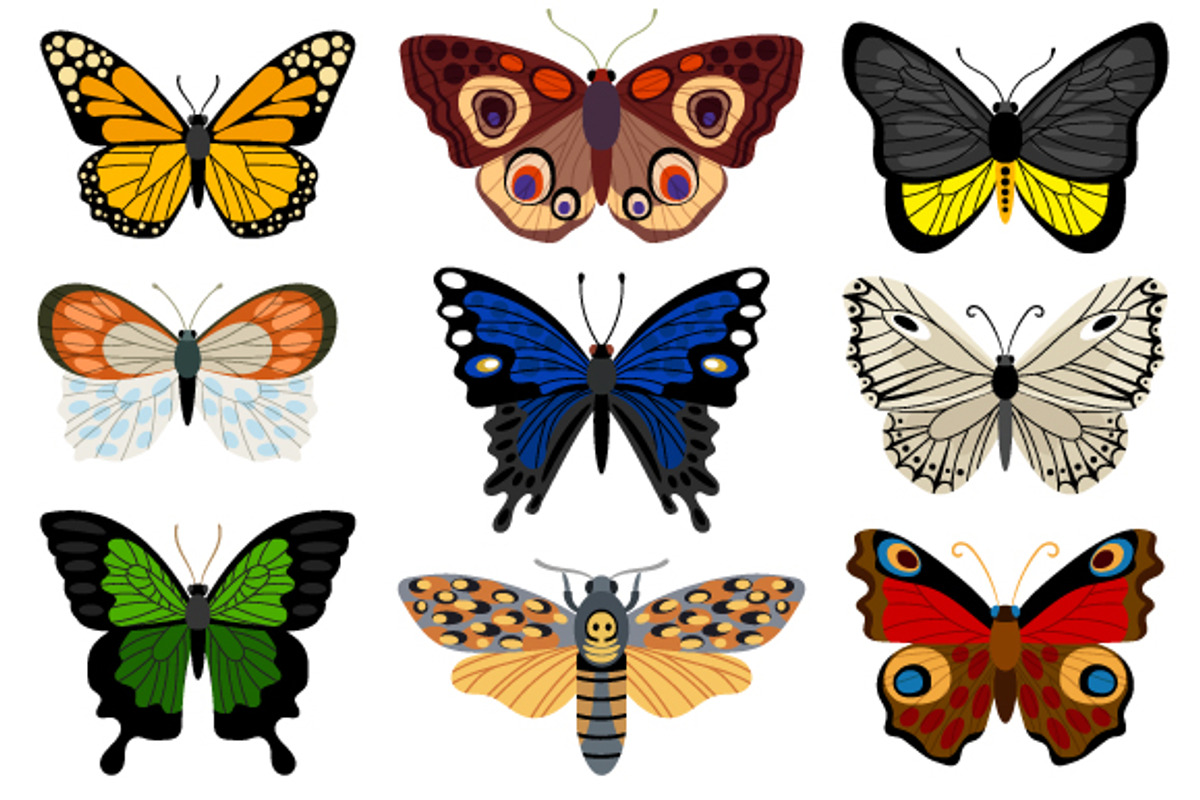 Insects, an Object Graphic by ianakauri (Photo 4 of 4)