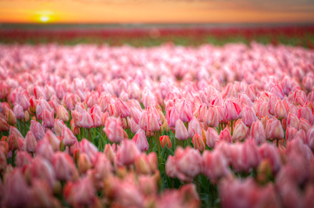 Beautiful bouquet of pink Tulips, a Photo by Pictures for you!!!!!!!!!