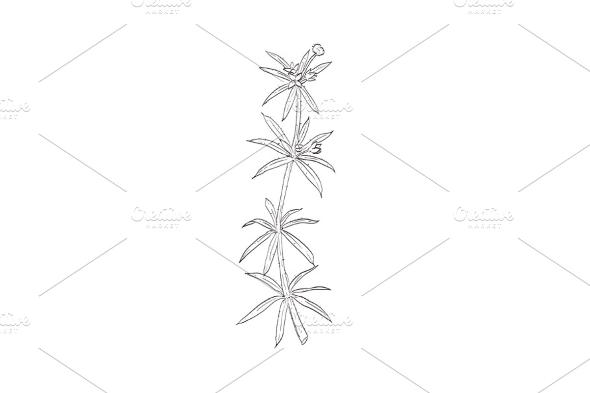 Cleavers Catchweed Bedstraw Drawing, a Healthcare Illustration by patrimonio (Photo 1 of 3)
