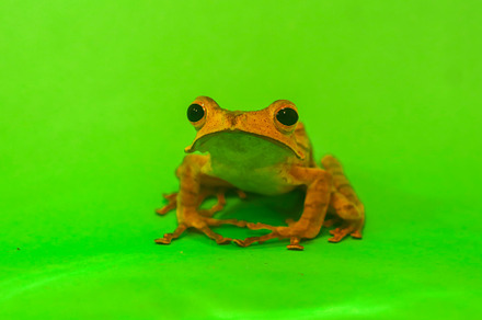 Wallace's flying frog, frogs,