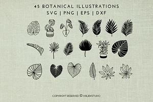 Monstera Leaf SVG Illustrations