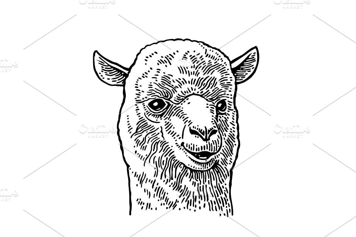 Alpaca head. Vintage vector, an Animal Illustration by MoreVector