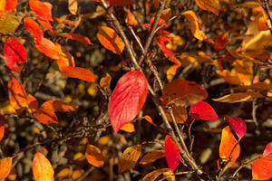 Vibrant autumn foliage with red, orange, and yellow leaves on branches, a Nature Photo by Textures & Backgrounds