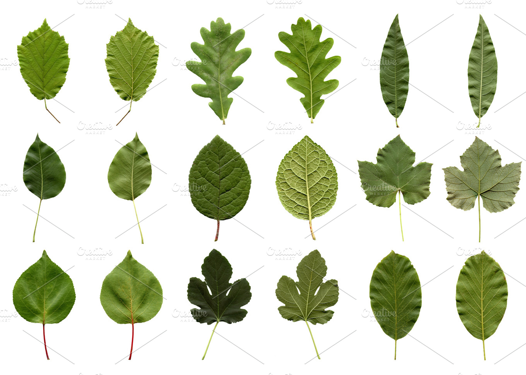 Leaves Collage
