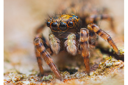 Little jumping spider looking to the, an Animal Photo by Lukas Jonaitis SHOP