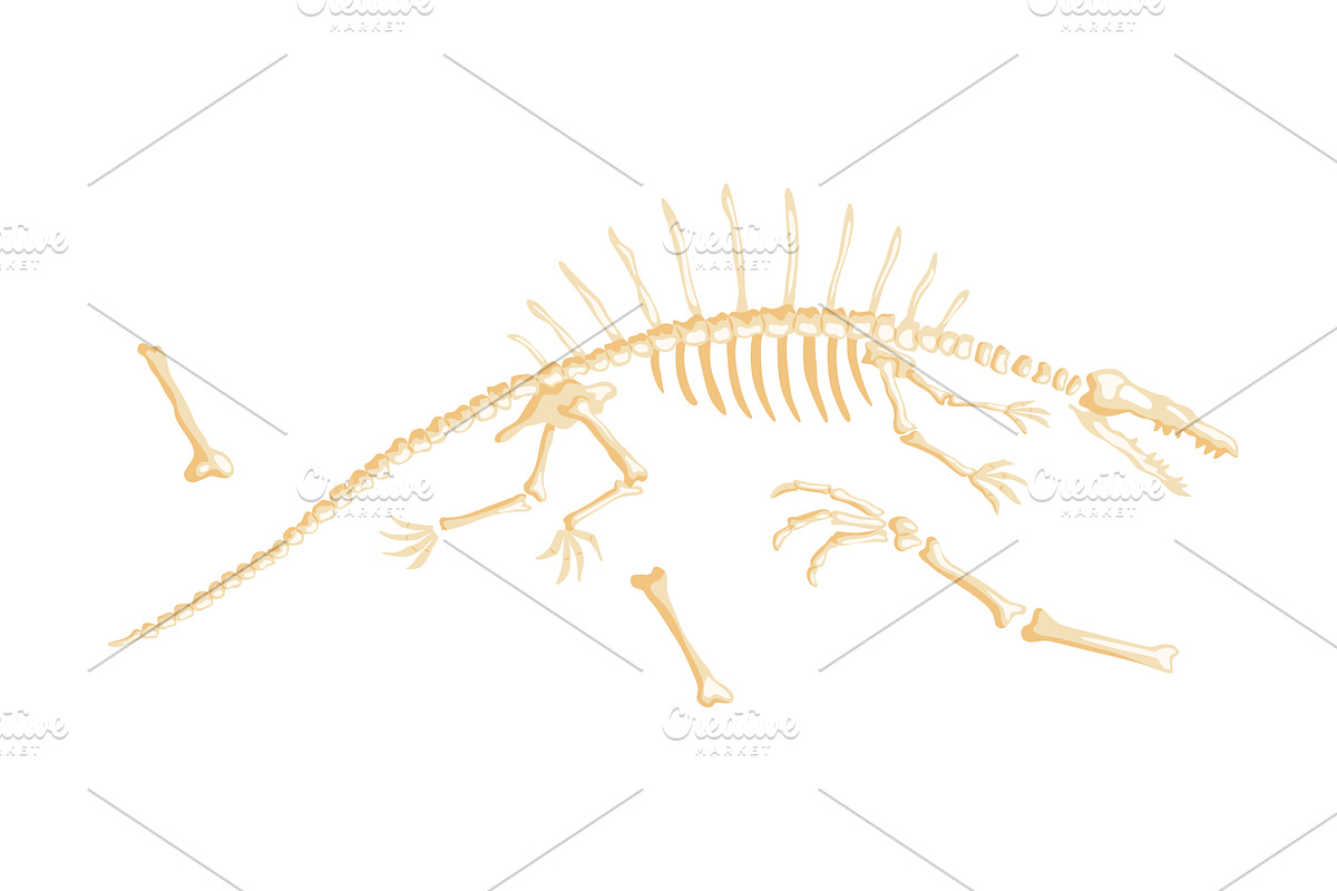 Dinosaur skeleton vector, an Animal Illustration by the8monkey