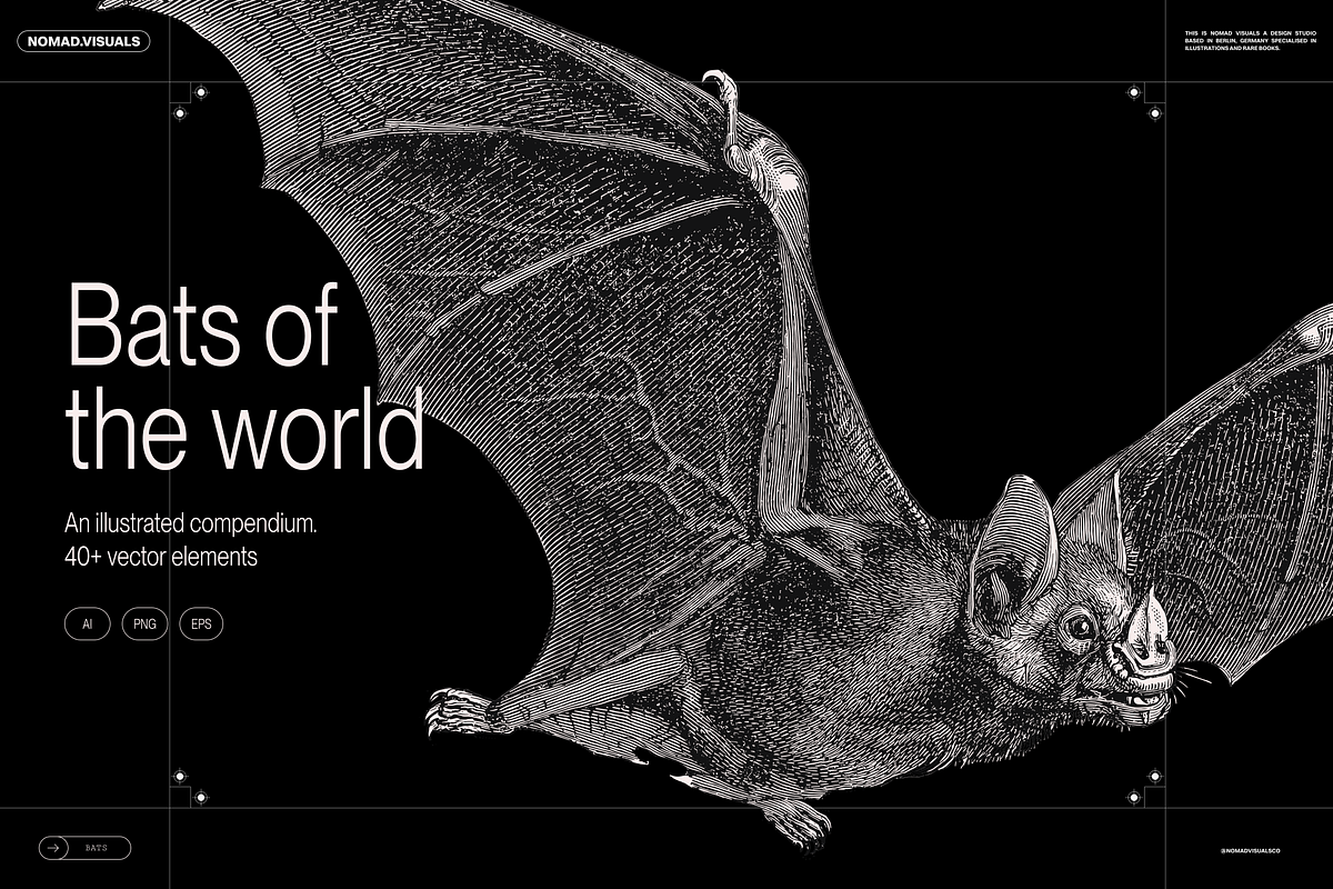 Halloween Special! Bats of the World, an Animal Illustration by Nomad Visuals (Photo 1 of 17)