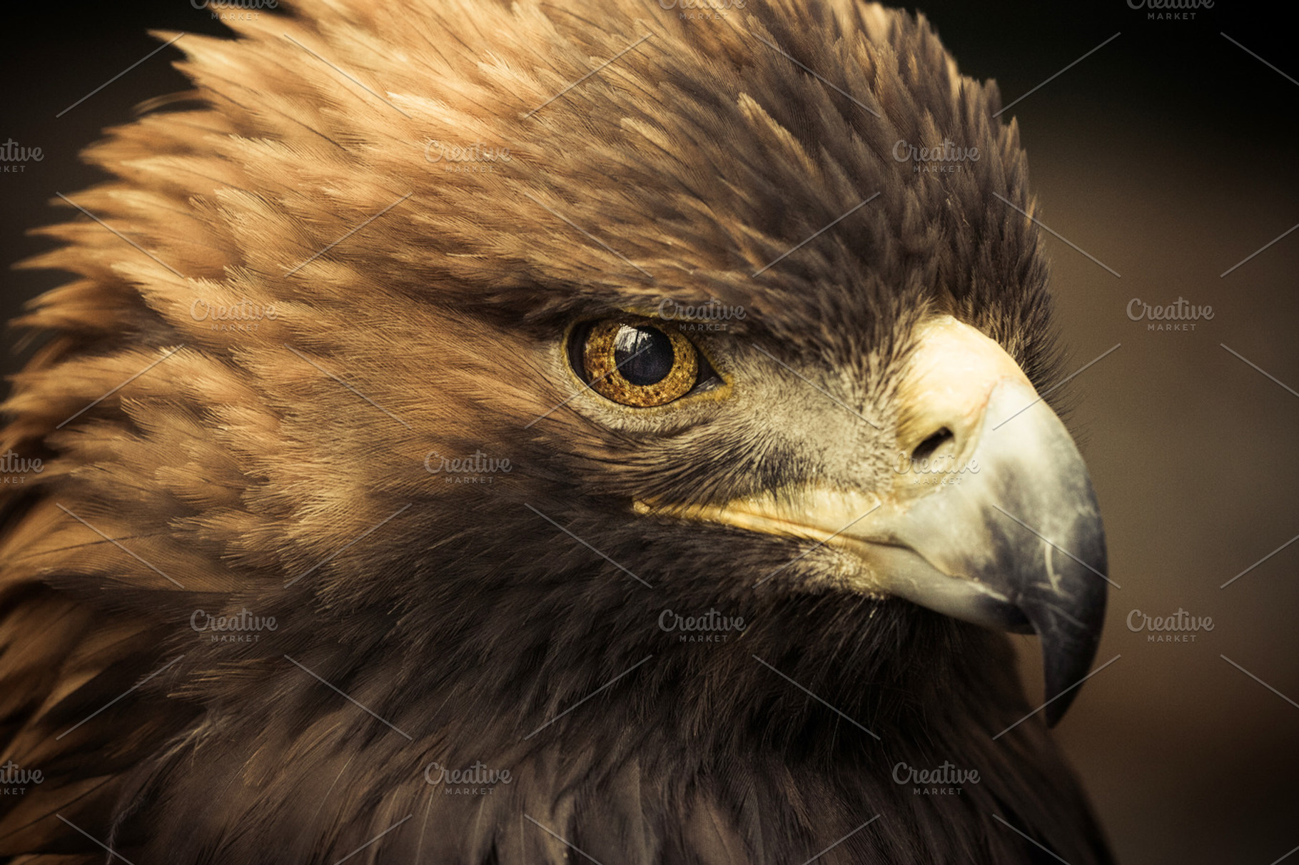 Golden eagle featuring golden, eagle, and bird, an Animal Photo by ACF Designs