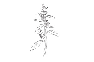 Lamb's Quarters Wild Plant Drawing