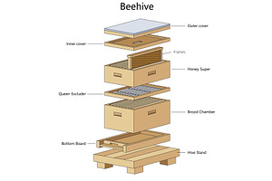 Beehive structure diagram science, an Education Illustration by AlexArt