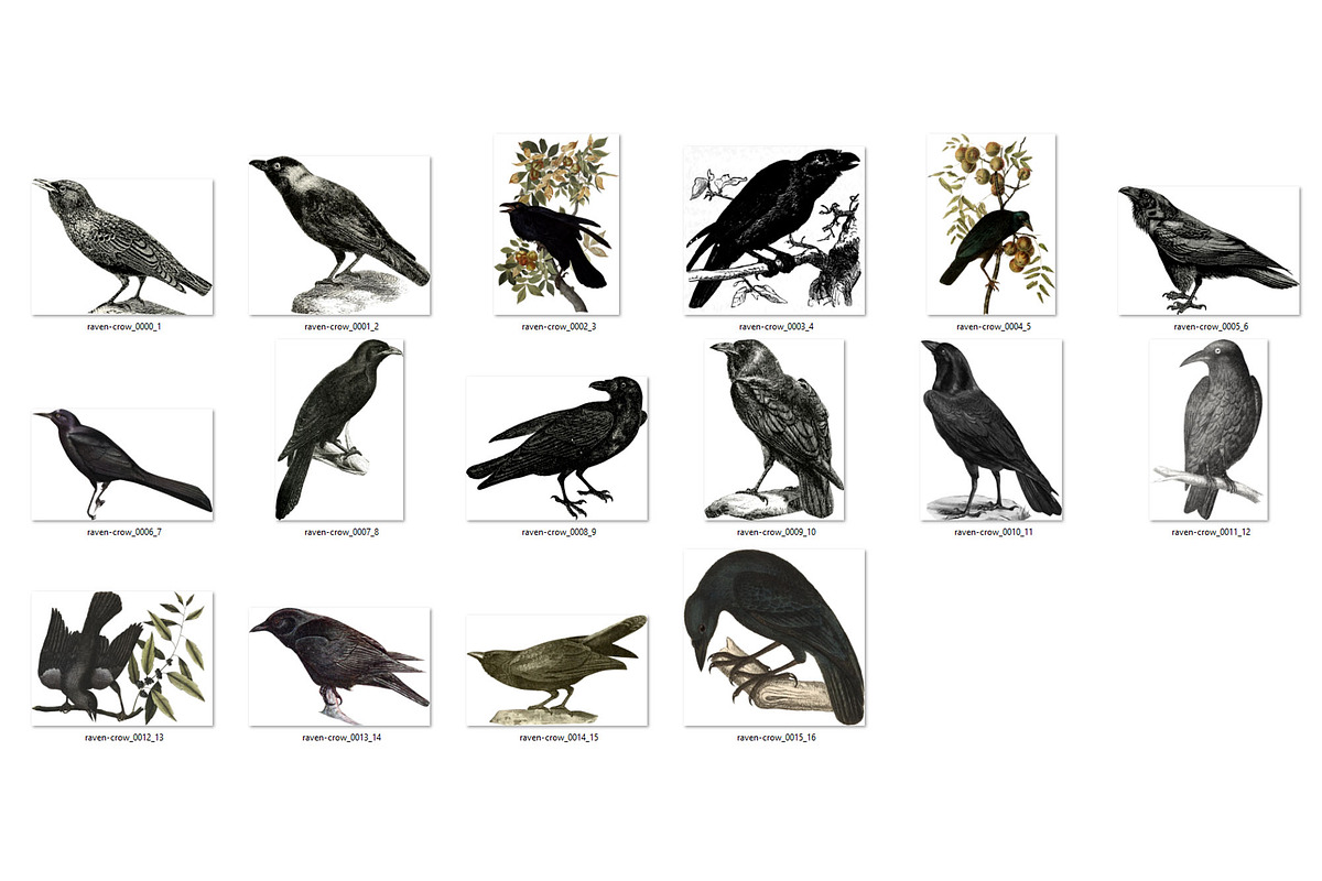 Vintage Ravens and Crows Clipart, an Illustration by Digital Curio (Photo 4 of 4)