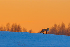 Winter landscape with animal. Red, an Animal Photo by Lukas Jonaitis SHOP