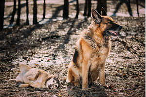 Alsatian Wolf Dog Or Black German, an Animal Photo by Our Amazing World