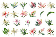 lilies clipart, Watercolor floral, a Decorative Illustration by ElenazlataArt (Thumbnail 2 of 6)