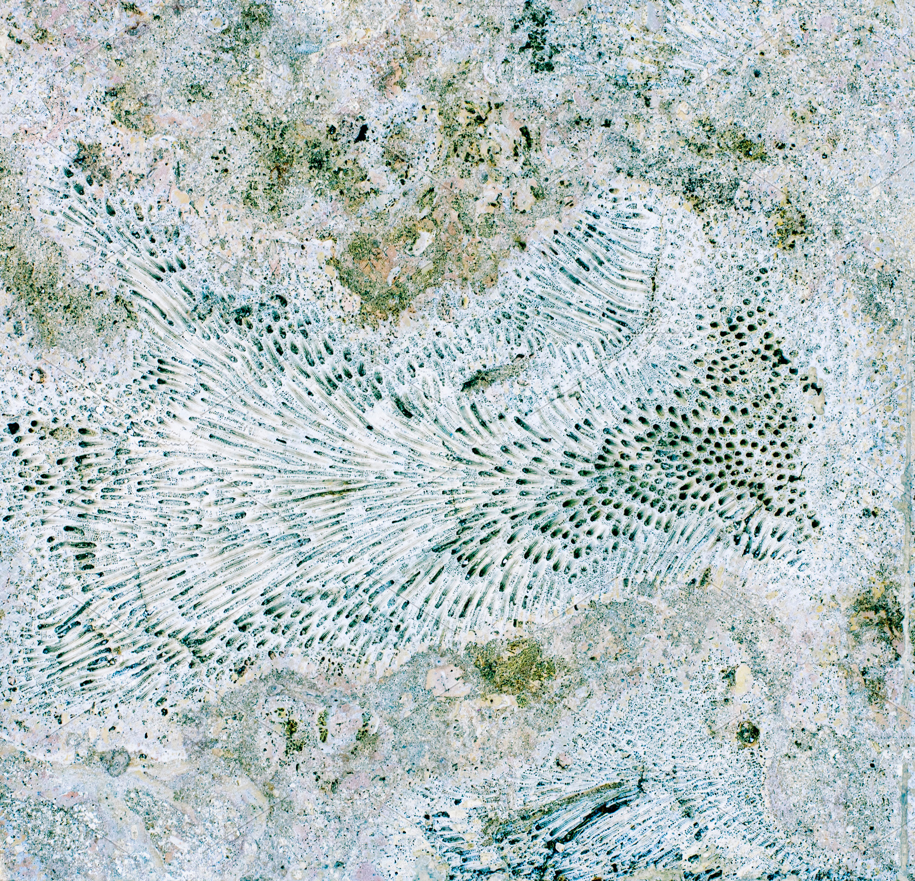 Coral Stone Background, an Abstract Photo by zhekos