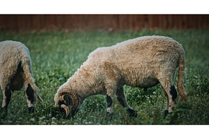 Welsh Mountain Sheep grazing calmly, an Animal Photo by Our Amazing World