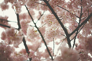 Bloom containing cherry blossom, bloom, and flower