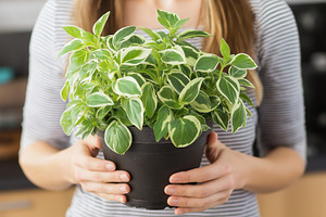 Woman holds potted houseplant with, a Nature Photo by MistyDay