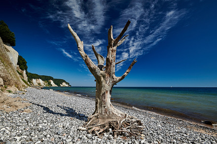 dead tree on the banks of the chalk cliffs of Rügen