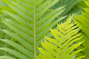 Closeup curled fern frond in spring stock photo containing fern and frond, a Nature Photo by Alexander62 (Thumbnail 2 of 2)