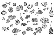 Dried Fruits Set, a Food Illustration by Eugenia Hauss Design (Thumbnail 2 of 2)