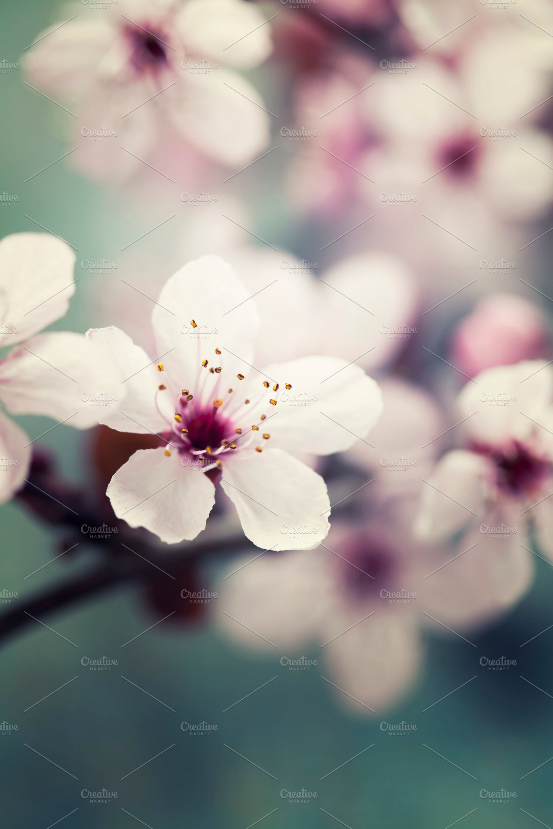 Spring blossom stock photo containing april and art, a Nature Photo by Natalia Klenova's Shop