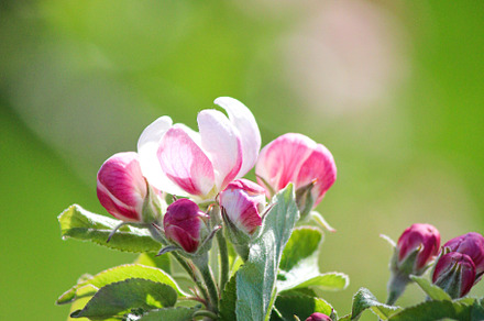 Apple blossom