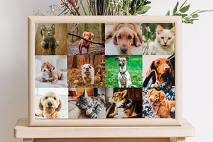 Cute Pets Lightroom Presets