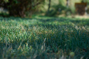Green grass in a field, focused on the center, with a blurred fo, a Nature Photo by ndanko