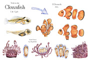 Watercolor Clownfish Life Cycle Set, an Education Illustration by MayaNavits (Thumbnail 3 of 7)