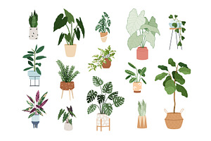 Trendy House Plants In Pots Set