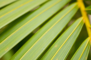 Background of leaves containing abstract, backdrop, and background