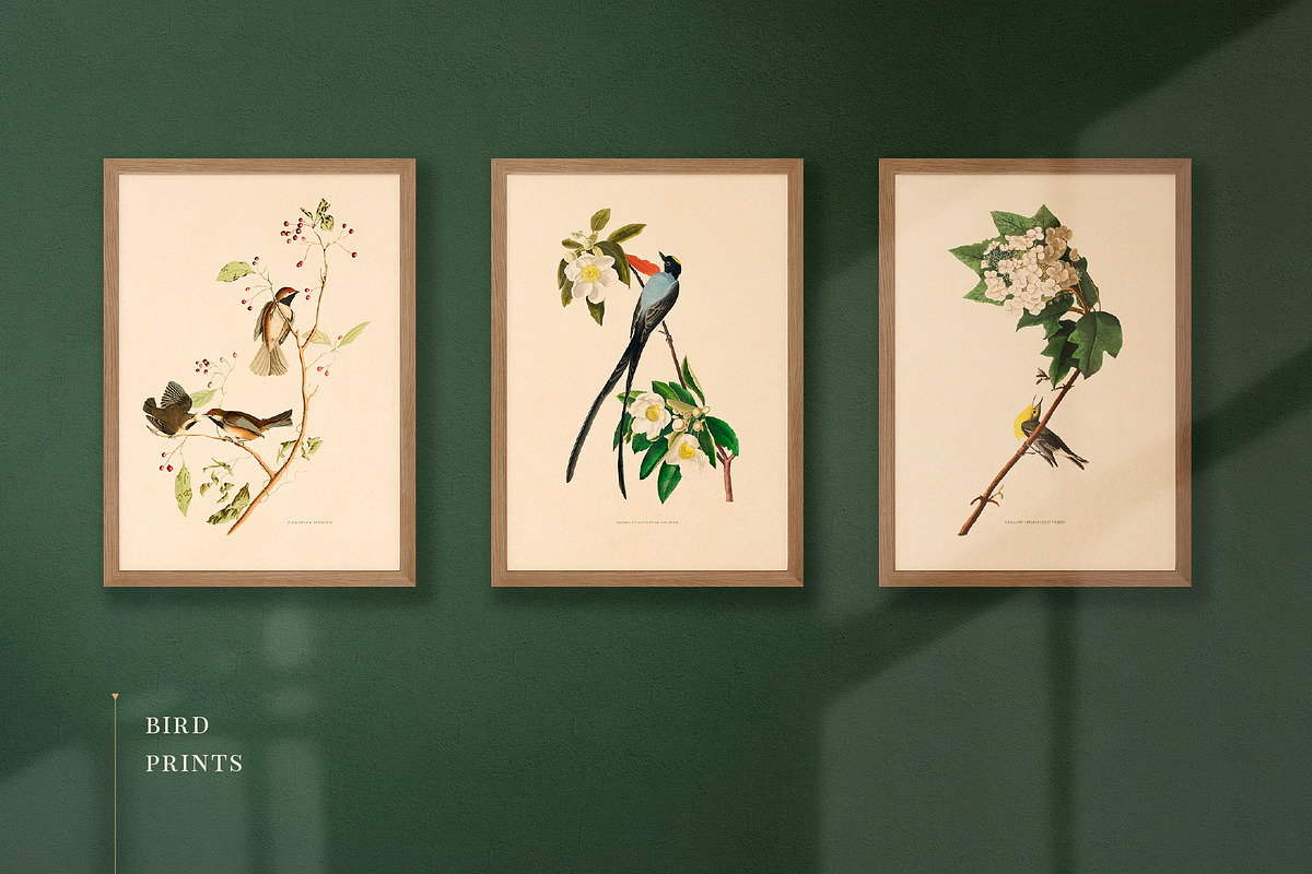 BUNDLE: 200 Vintage Art Prints, a Decorative Illustration by The Object Atlas (Photo 16 of 22)